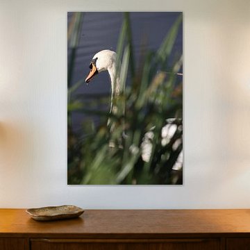 Hidden View – Swan in the Reeds by Mootjes