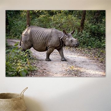 Einhorn-Nashorn im Chitwan-Nationalpark