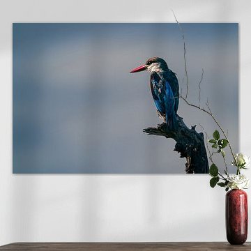 Graukopf-Eisvogel, der auf einem verwitterten Holzast sitzt von Johannes Jongsma