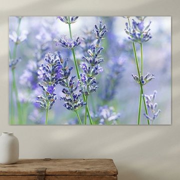 Lavendel-Morgennebel von Gayane Nakada