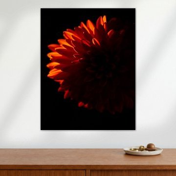 „Ember Chrysanthemum VI“ von Ember Bloom
