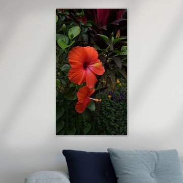 Red Hibiscus flower or Red Gumamela flower