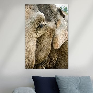 Elephant up close van Fee van Lavieren