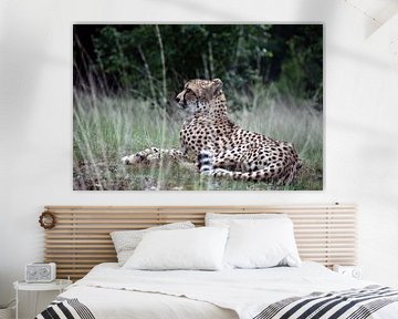 Cheetah in rust van Ina Hölzel
