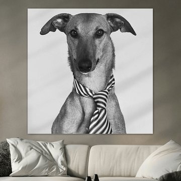 Chiens - Paco, le chien élégant sur Astrid van der Put