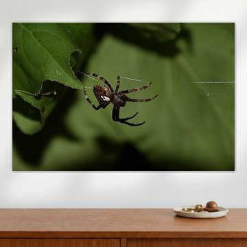 Cross spider by Erik Buitenhuis