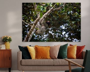 Luiaard hangt in een boom in Costa Rica van Mark Schutz