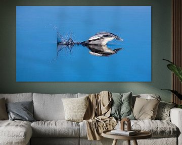 Blue Heron plonge pour les poissons sur Inge van den Brande