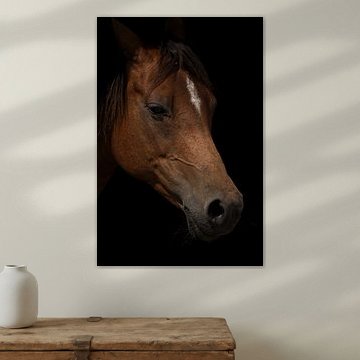 Pferdeporträt von Hilde Remerie Fotografie und digitale Kunst