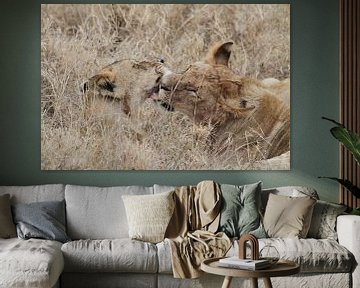 Lions cleaning each other after diner by Tim Kolbrink