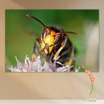 Asian Hornet in Macro – Graphic Nature by Korayu Photography