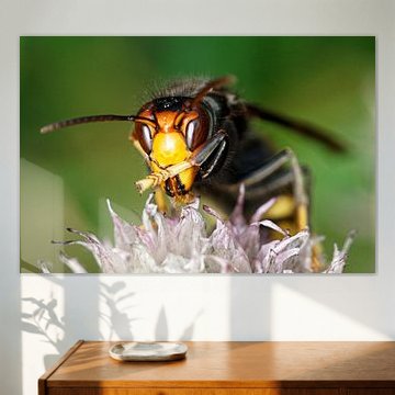Asian Hornet in Macro – Graphic Nature by Korayu Photography