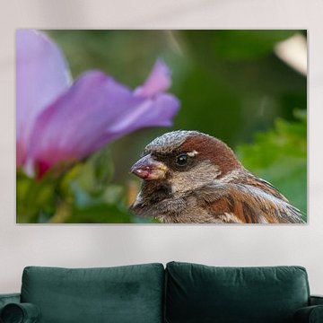 Der Haussperling und die violette Blume – Ein intimes Naturporträt von Korayu Photography