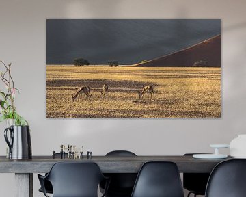 Springbock Namib Naukluft Park von Albert van Heugten