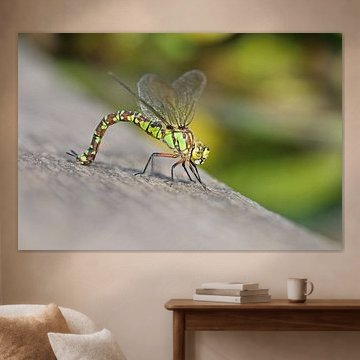 Blue-green mosaic damselfly by Matthias Brix