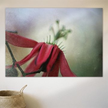passion von fantasina