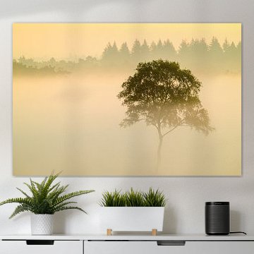 Sunrise with fog over a heather landscape by Sjoerd van der Wal Photography