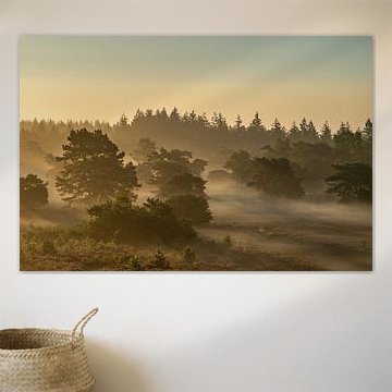 Sunrise over a heather landscape by Sjoerd van der Wal Photography