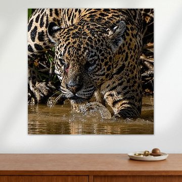 Jaguar in Brazil