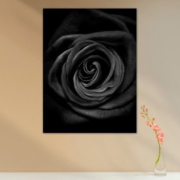 Schwarze Rose von The White Rabbit
