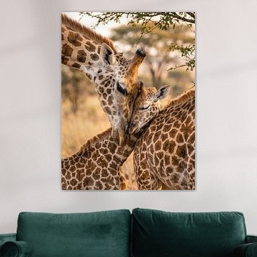 Girafes un moment de complicité à la lueur du soir sur Max Steinwald