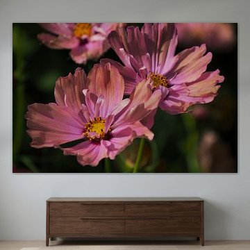 Soft pink flowers