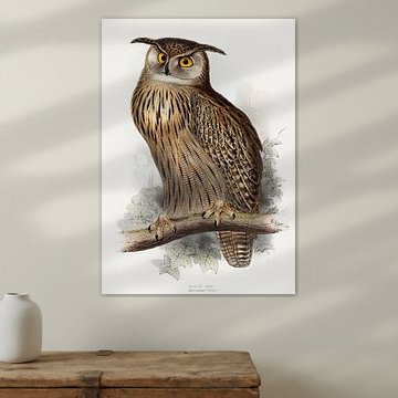 Edward Lear – Uhu (Bubo maximus), 1832–1837