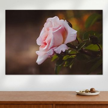 Soft rose