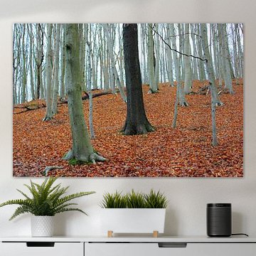 Black tree in a forest of white trees