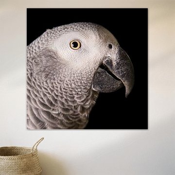 Grauer Rotschwanzpapagei