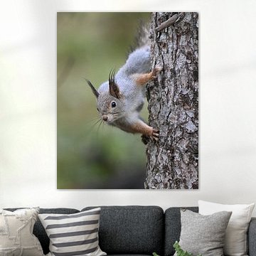 Face to face with a squirrel (Sciurus vulgaris) by Rini Kools