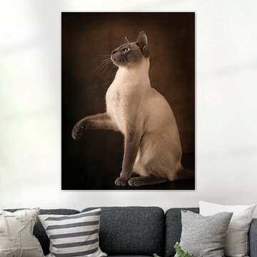 Siamkatze streckt die Pfote aus