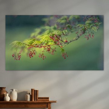 Green maple leaves with red buds by Harald Bader Photography