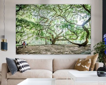 Kronkelende groene boom: Ficus Benjamina in Sri Lanka