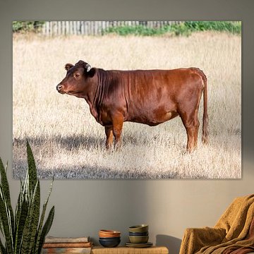 A cow between gold and summer light by Werner Lerooy