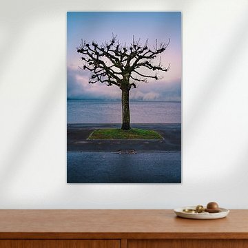 Ein gekappter Baum am Zugersee