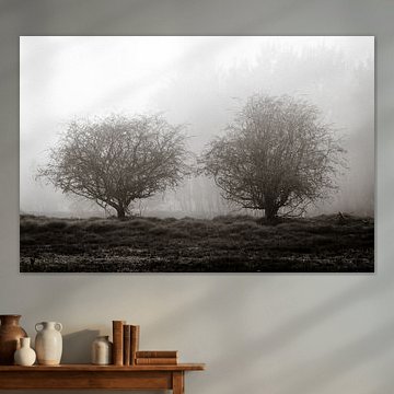 Zwei Bäume im Nebel
