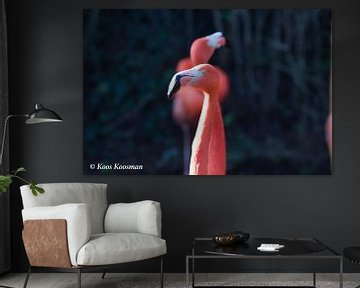 Flamingo Een Roze Vogel van Koos Koosman