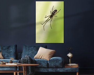 Spider by Miranda van Hulst
