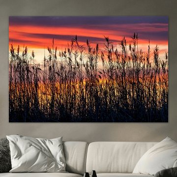 Des herbes au coucher du soleil sur Voss photographie