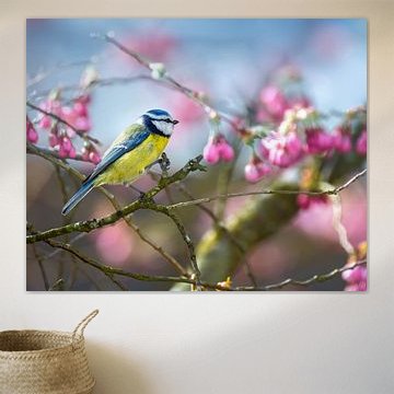 Une mésange bleue parmi les fleurs roses du jardin, sous une lumière vive.