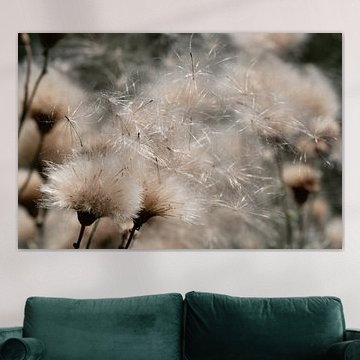 Graines d'un chardon – Prêtes à être emportées par le vent sur Acharya Fotografie