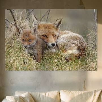 Jeune renard. sur Menno Schaefer