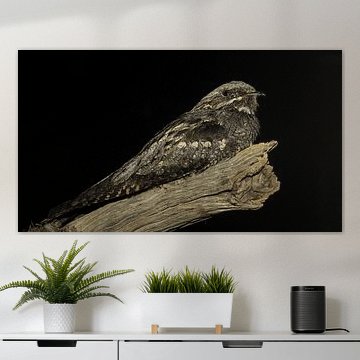 Nachtschwalbe (Caprimulgus europaeus) von Hans van Lieshout