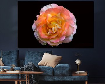 ROSA FLOR