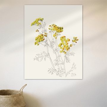Delicate Yellow Blooms by Catalina Somolinos