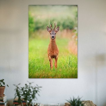 A roebuck in a summer meadow by Niklas Voth