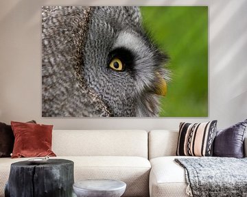 Owl by Miranda van Hulst