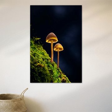Märchenhafte, leuchtende Pilze auf grünem Moos im Wald von Natalia Gebauer Studio