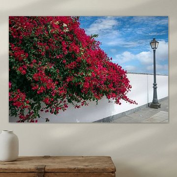 Bougainvilliers colorés en fleurs sur un mur blanc à Grande Canarie sur Natalia Gebauer Studio